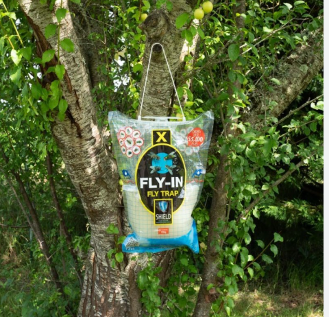 Fly-Trap ad acqua usa e getta