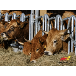 Autocattura per bovini con CORNA 2,5m /3posto