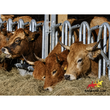 Autocattura per bovini con CORNA 2,5m /3posto