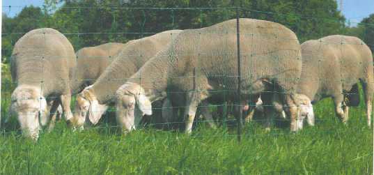 Net120 - Rete per ovini e cani 1,20 x 50m