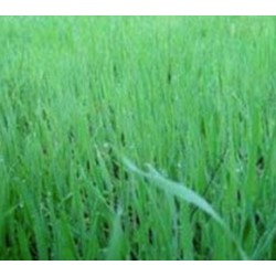 Enzymes new ground