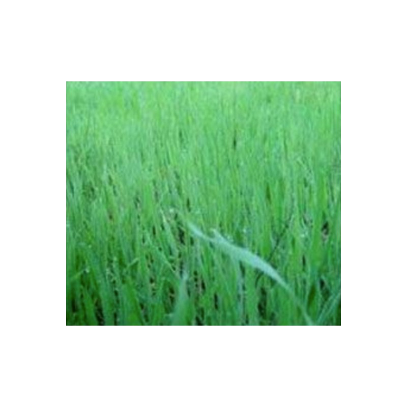 Enzymes new ground