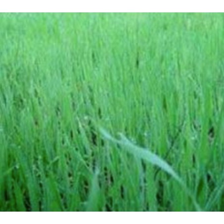 Enzymes new ground