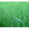 Enzymes new ground