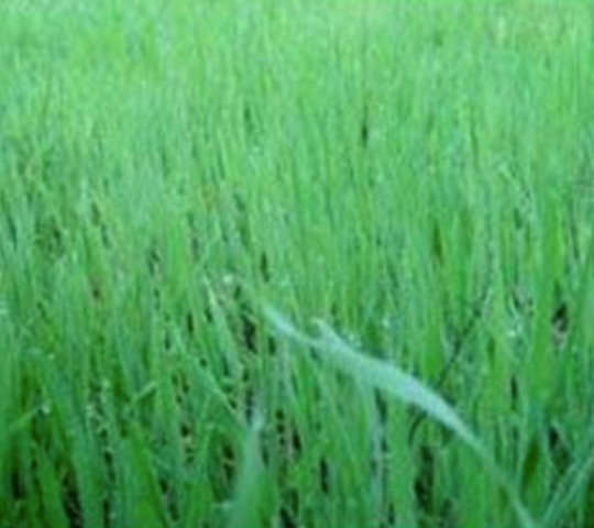 Enzymes new ground