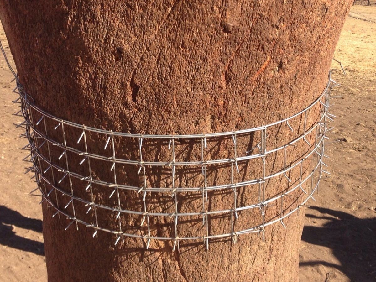 Striscia rete cactus protector 25 cm x 2,00 m