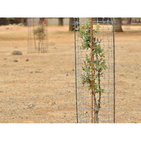 Rete cactus protector 1,20 m x 1,00 m