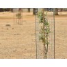 Rete cactus protector 1,60 m x 1,00 m