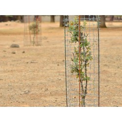 Rete cactus protector 1,70 m x 1,20 m