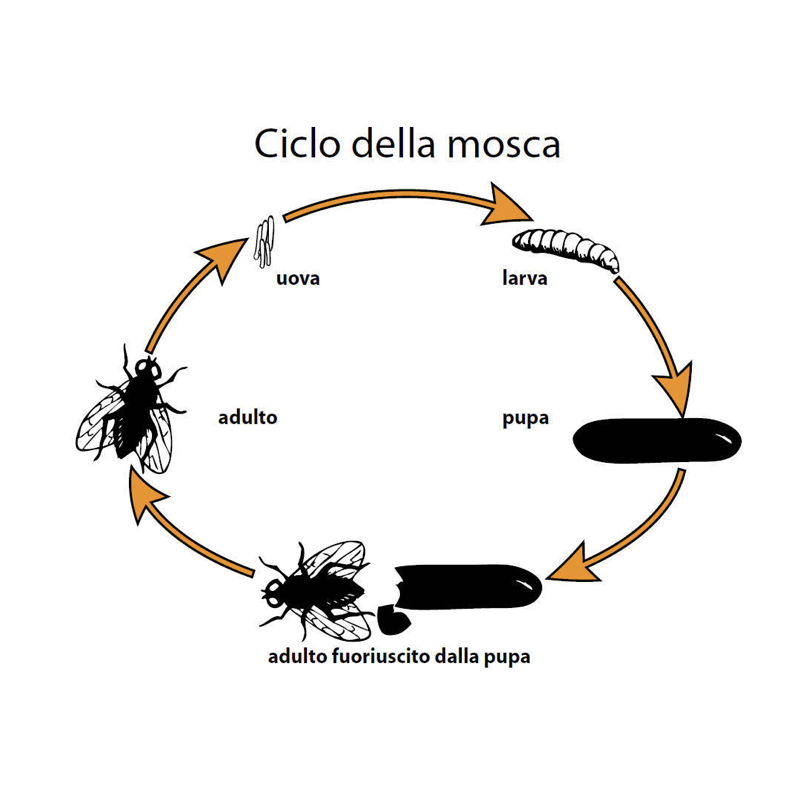 Lotta biologica - 1 mese (50.000)