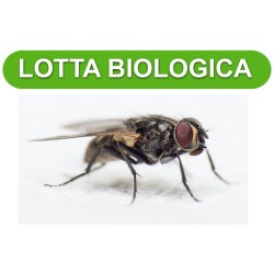 Lotta biologica - 1 mese (50.000)