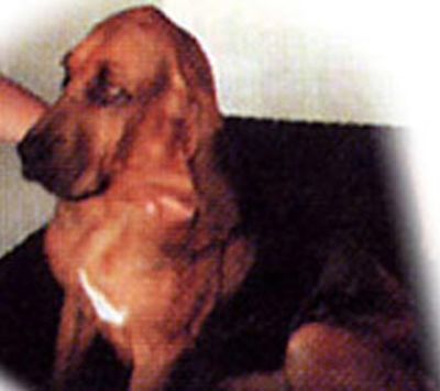 Badi_Farm_horses_livestock_animals_pet_fences_tapes_electric_rubber_floors_hay_mangers_cow_shockproof_insulators_equestrian_boxes_paddock