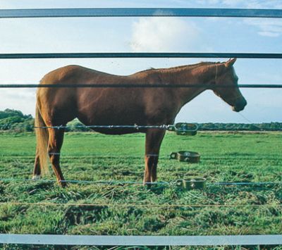 Badi_Farm_horses_livestock_animals_pet_fences_tapes_electric_rubber_floors_hay_mangers_cow_shockproof_insulators_equestrian_boxes_paddock