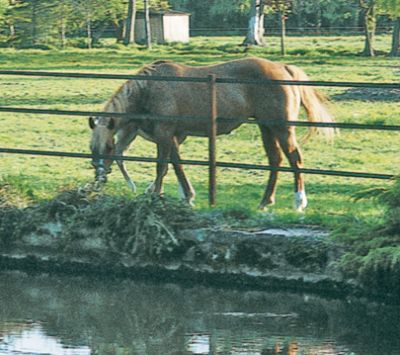 Badi_Farm_horses_livestock_animals_pet_fences_tapes_electric_rubber_floors_hay_mangers_cow_shockproof_insulators_equestrian_boxes_paddock