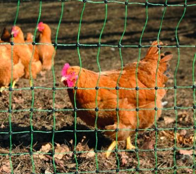 Badi_farm_recinti_rete_nastro_polli_galline_conigli_cani_gatti_cavalli_bovini_cani_selvatici_nastro_recinto_corda_elettrico_elettrificata_tappeti_gomma_box_scuderie_paddock_mangiatoie_abbeveratoi_fieno_recinzione_rete