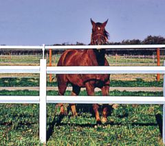 Badi_farm_nastro_recinto_elettrico_cavalli_isolatori_corda_banda_recinzione_allevamento_scuderia_paddock