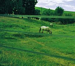 Badi_farm_nastro_recinto_elettrico_cavalli_isolatori_corda_banda_recinzione_allevamento_scuderia_paddock