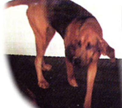 Badi_Farm_horses_livestock_animals_pet_fences_tapes_electric_rubber_floors_hay_mangers_cow_shockproof_insulators_equestrian_boxes_paddock