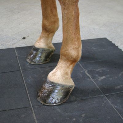 Badi_farm_tappeti_gomma_pavimenti_box_cuccia_cavallo_cane_lastra_allevamento_vulcanizzata_scuderia_stalla