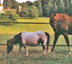 Badi_farm_nastro_recinto_elettrico_cavalli_isolatori_corda_banda_recinzione_allevamento_scuderia_paddock