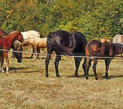 Badi_farm_nastro_recinto_elettrico_cavalli_isolatori_corda_banda_recinzione_allevamento_scuderia_paddock