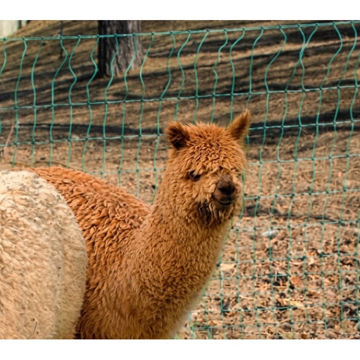 home-page lama e alpaca - Badifarm