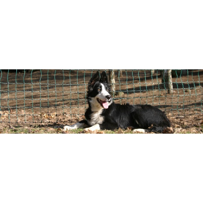 Cani e gatti - Badifarm