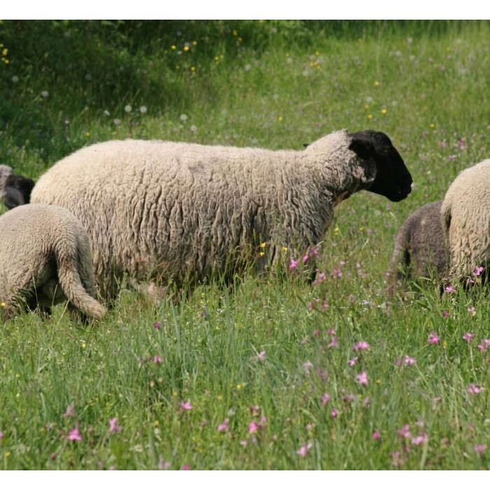Recinti a pannello - Badifarm