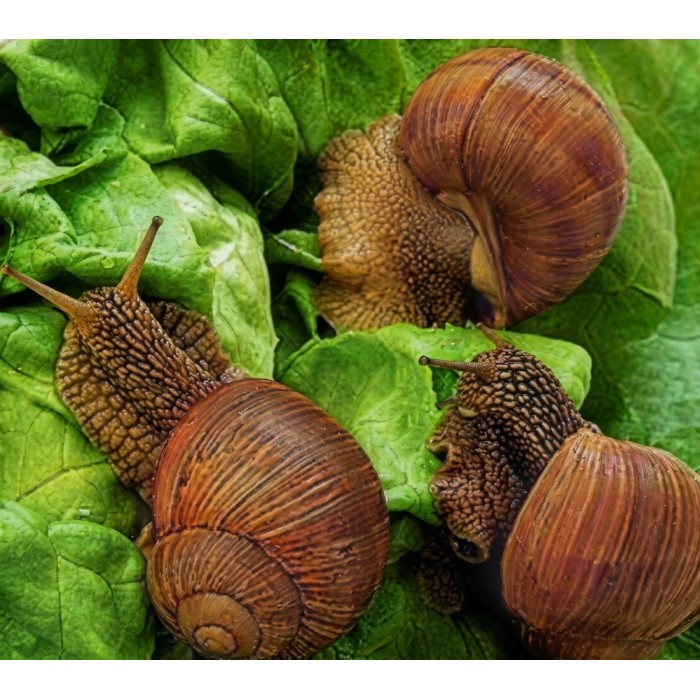 Elicicoltura