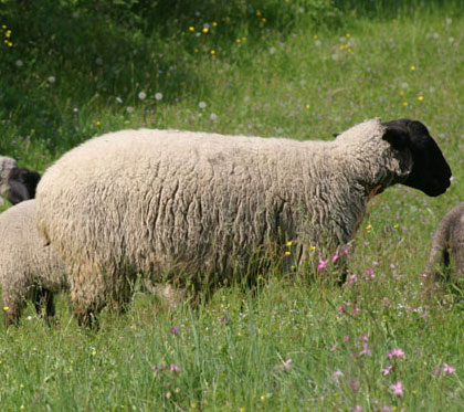 recinzioni elettriche