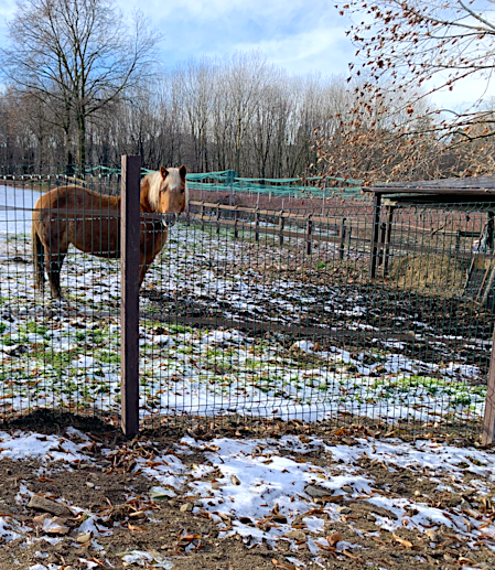 Rete metallica per recinzioni - Badifarm