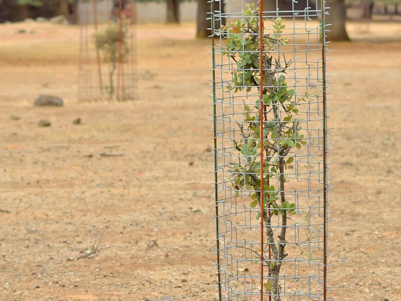 rete cactus protector dissuasore