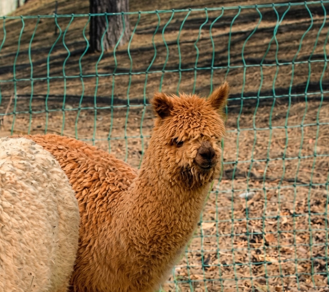 Lama e alpaca