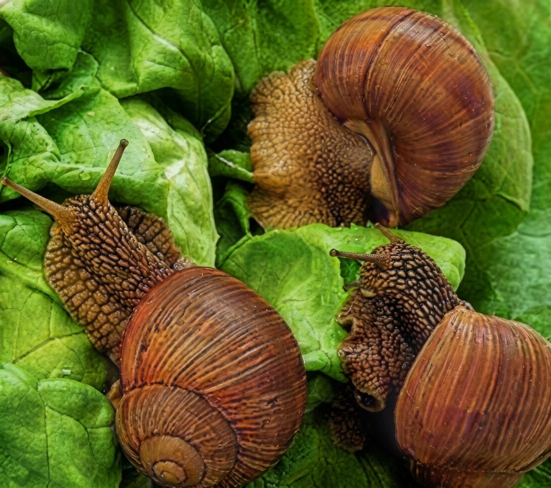 Elicicoltura