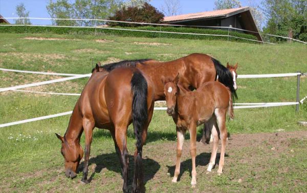 Recinzione elettrificata in campo