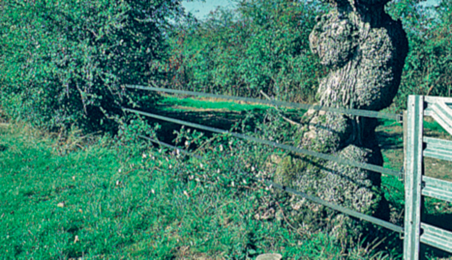 Siepi con spine pericolo