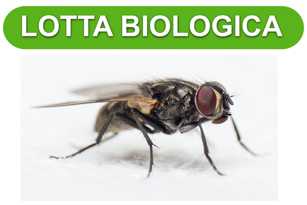 Lotta biologica Fly Mix