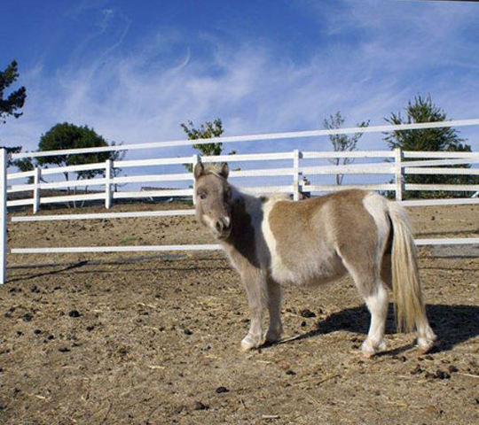 Educare un pony
