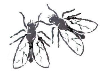 Protocollo di demuscazione