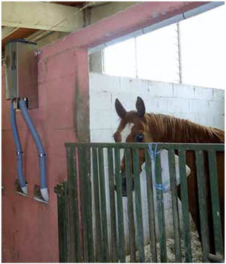 HORSE 250C