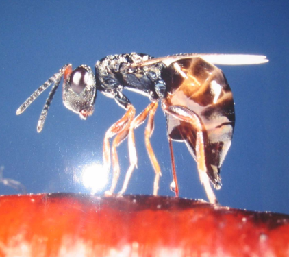 lotta biologica
