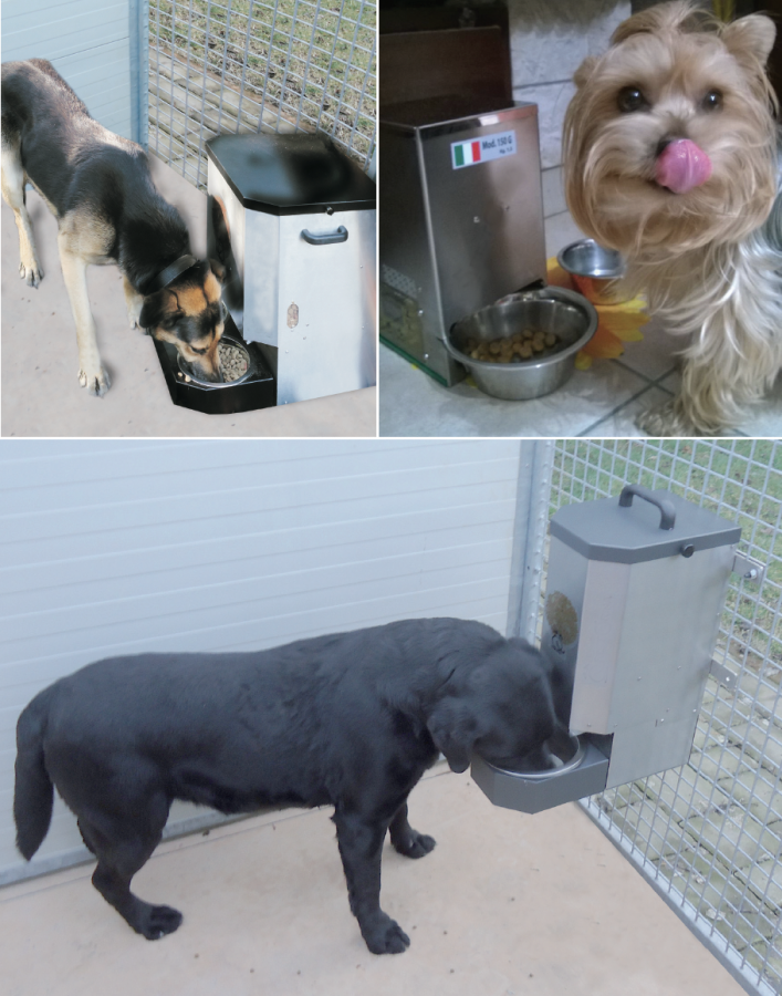 DOG 300-01