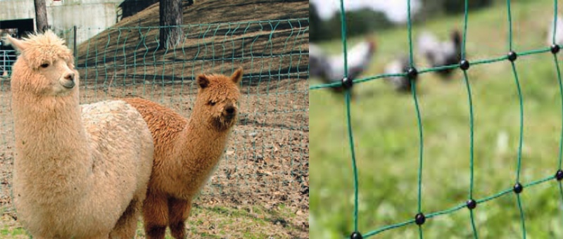 Reti elettrificate per lama e alpaca