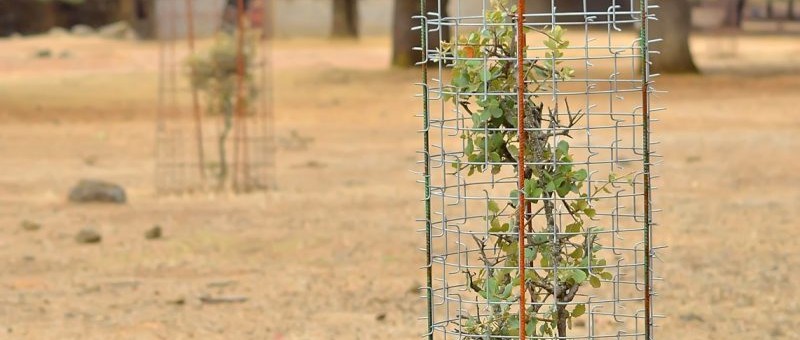Recinzione Cactus Protector