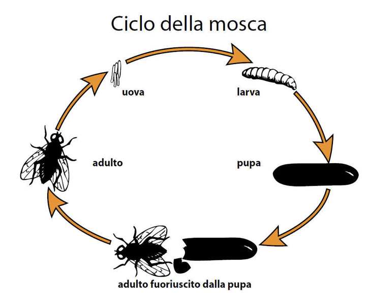 lotta biologica badi farm