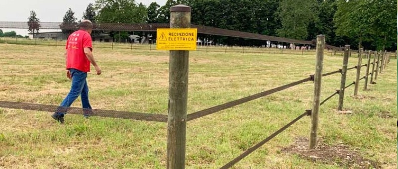 Recinzione elettrificata per lama e alpaca