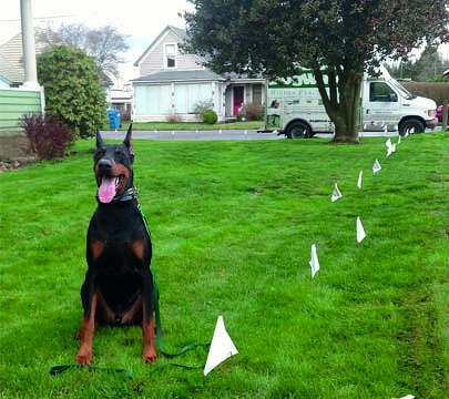 Collare Dog Watch