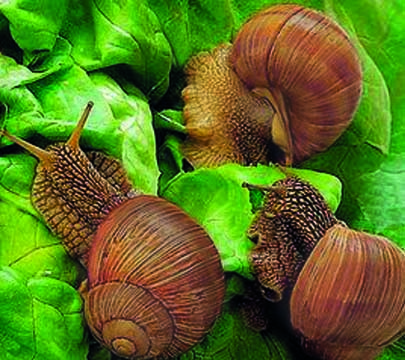 Allevamento elicicoltura