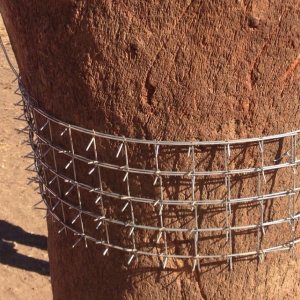 Recinto spinoso Cactus protector